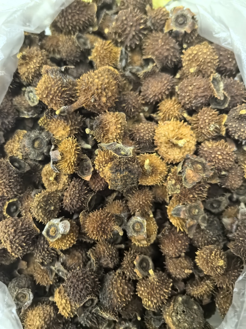重庆干刺梨