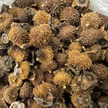 重庆干刺梨