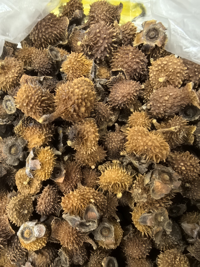重庆干刺梨