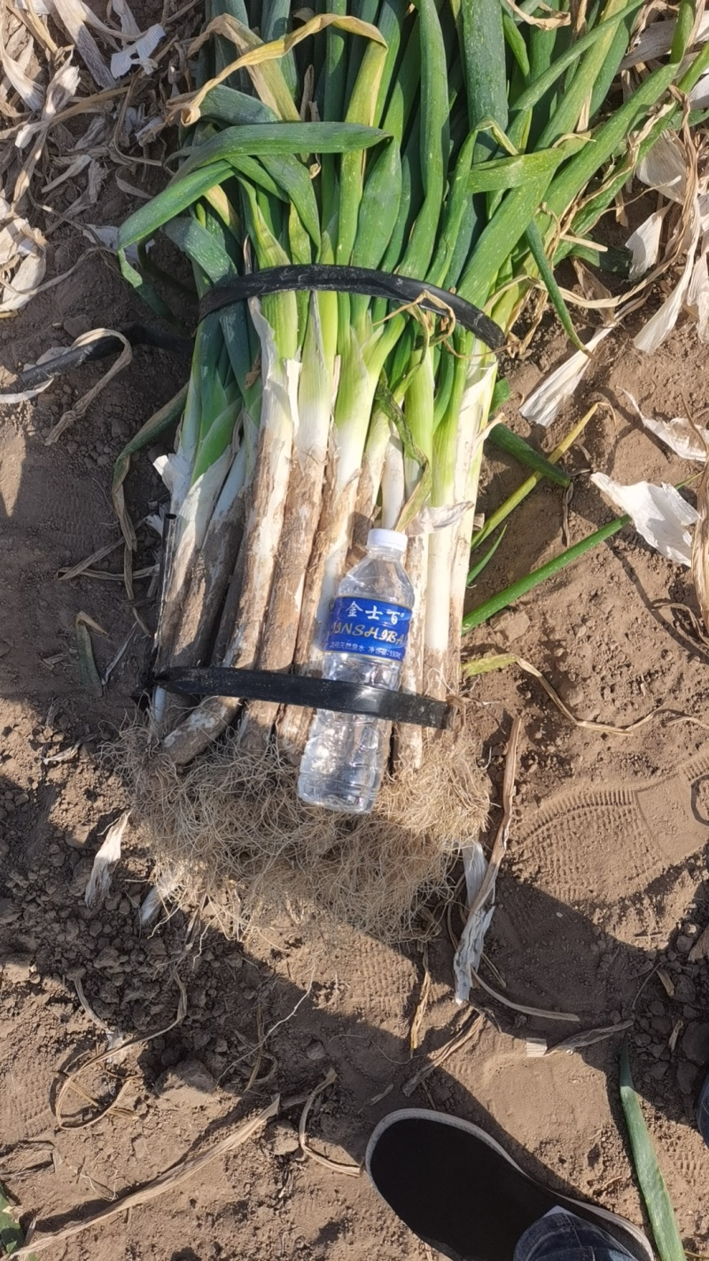 精品长白大葱东北沙土地种植长白大葱/品质好硬度高