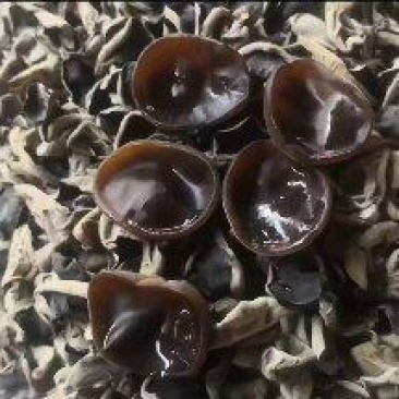 新秋耳肉厚无根小碗状，批发价价格便宜