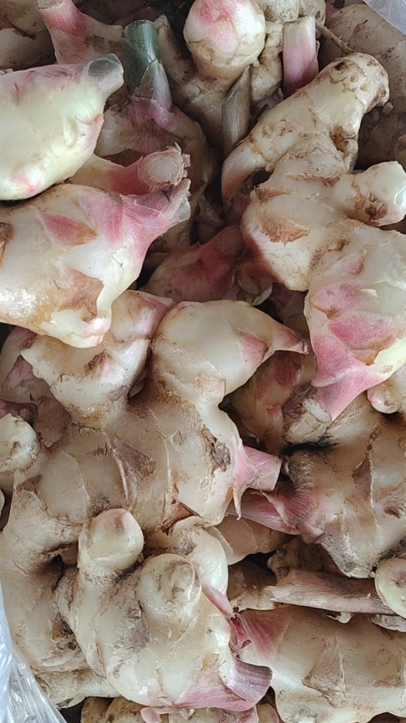 云南大百姜