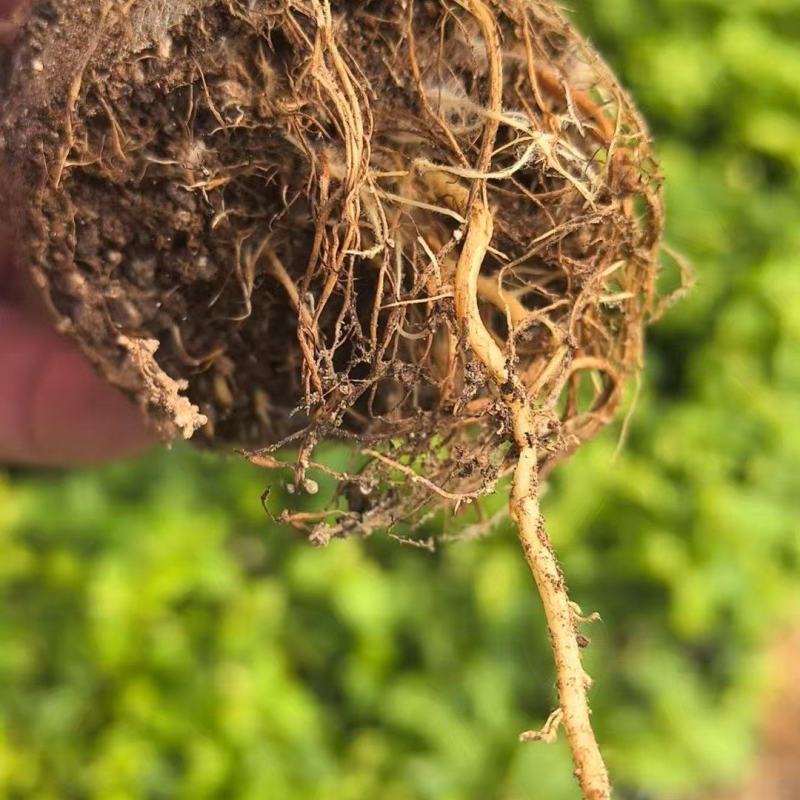 50多个品种的三角梅老苗，根壮苗壮，基地批发