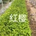 50多个品种的三角梅老苗，根壮苗壮，基地批发