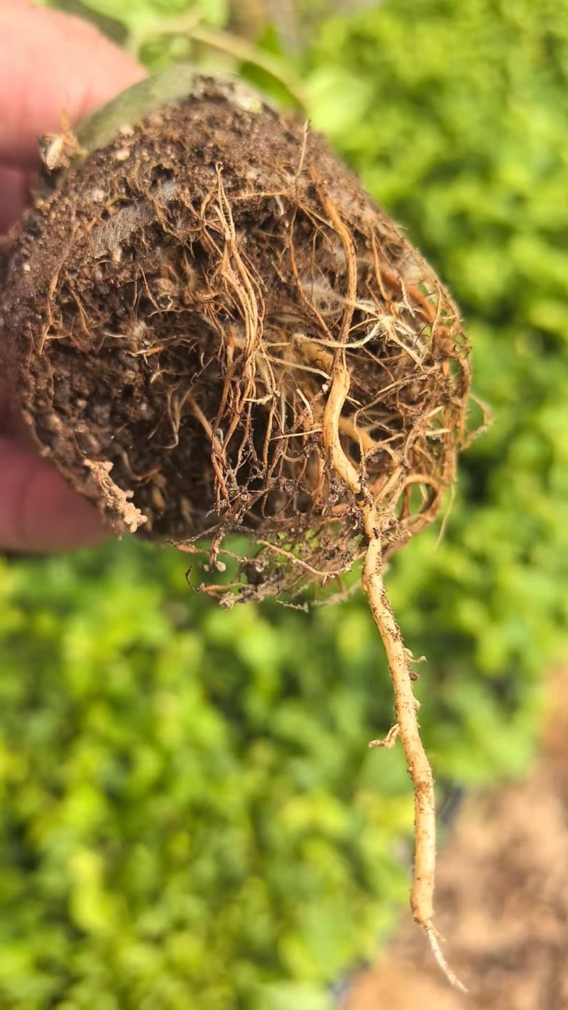 50多个品种的三角梅老苗，根壮苗壮，基地批发
