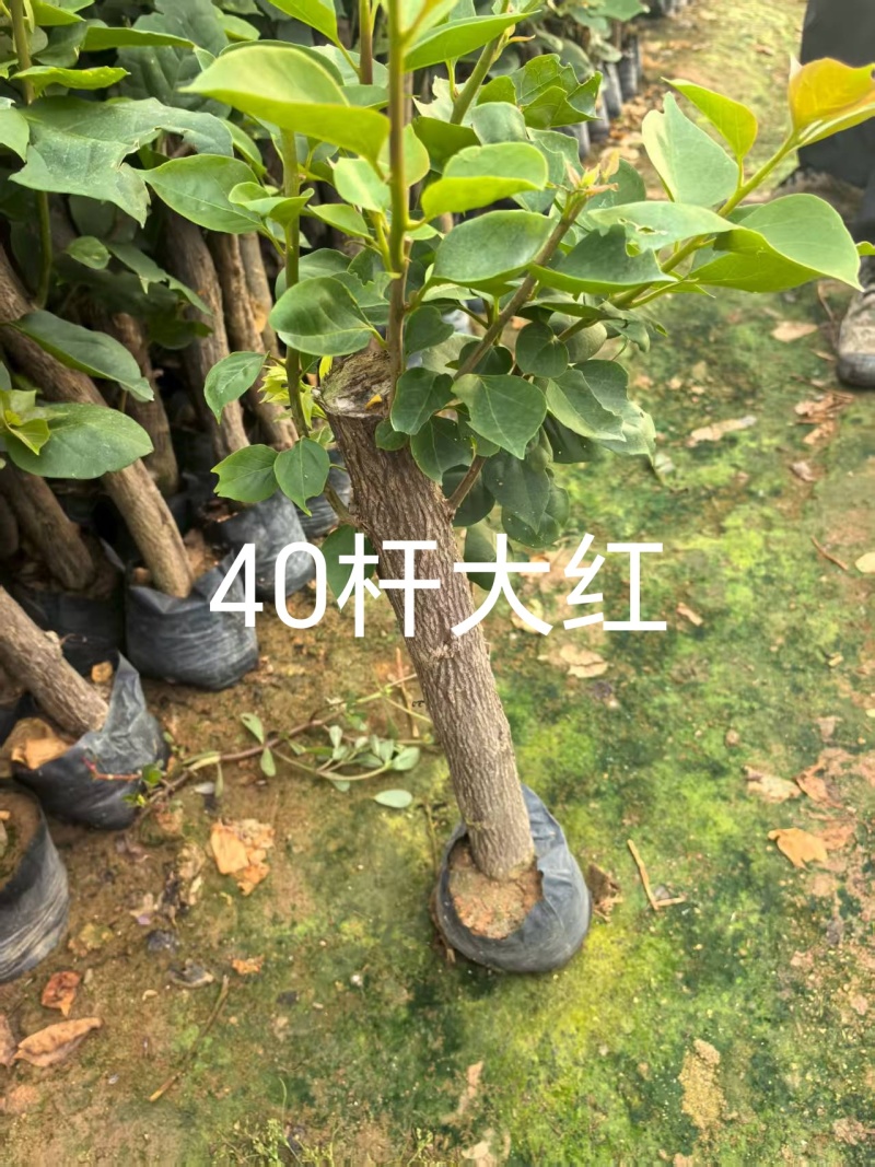50多个品种的三角梅老苗，根壮苗壮，基地批发
