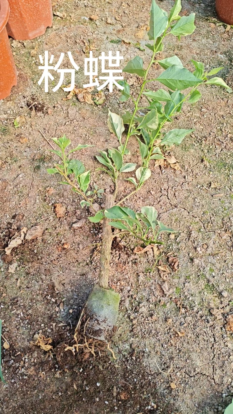 50多个品种的三角梅老苗，根壮苗壮，基地批发