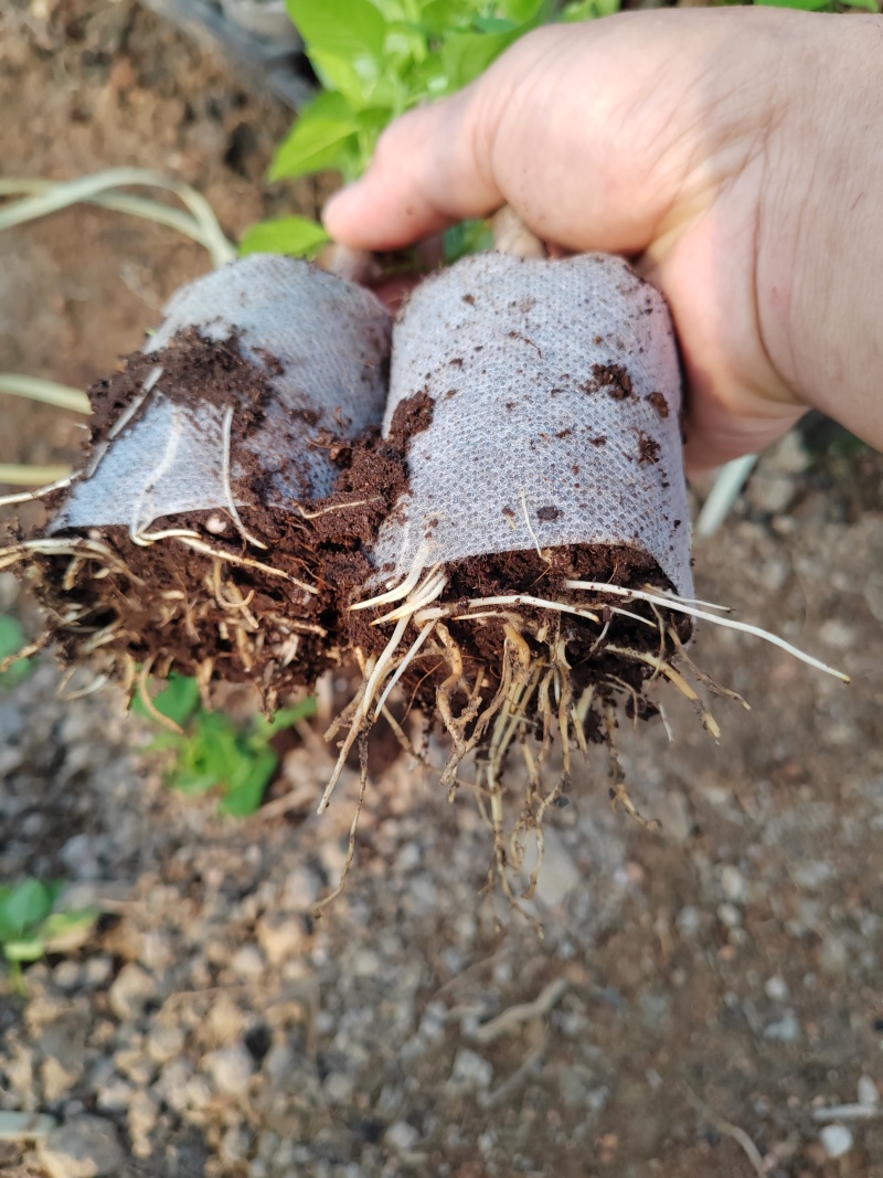 50多个品种的三角梅老苗，根壮苗壮，基地批发