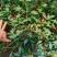 艳红小米椒每天供应1000斤