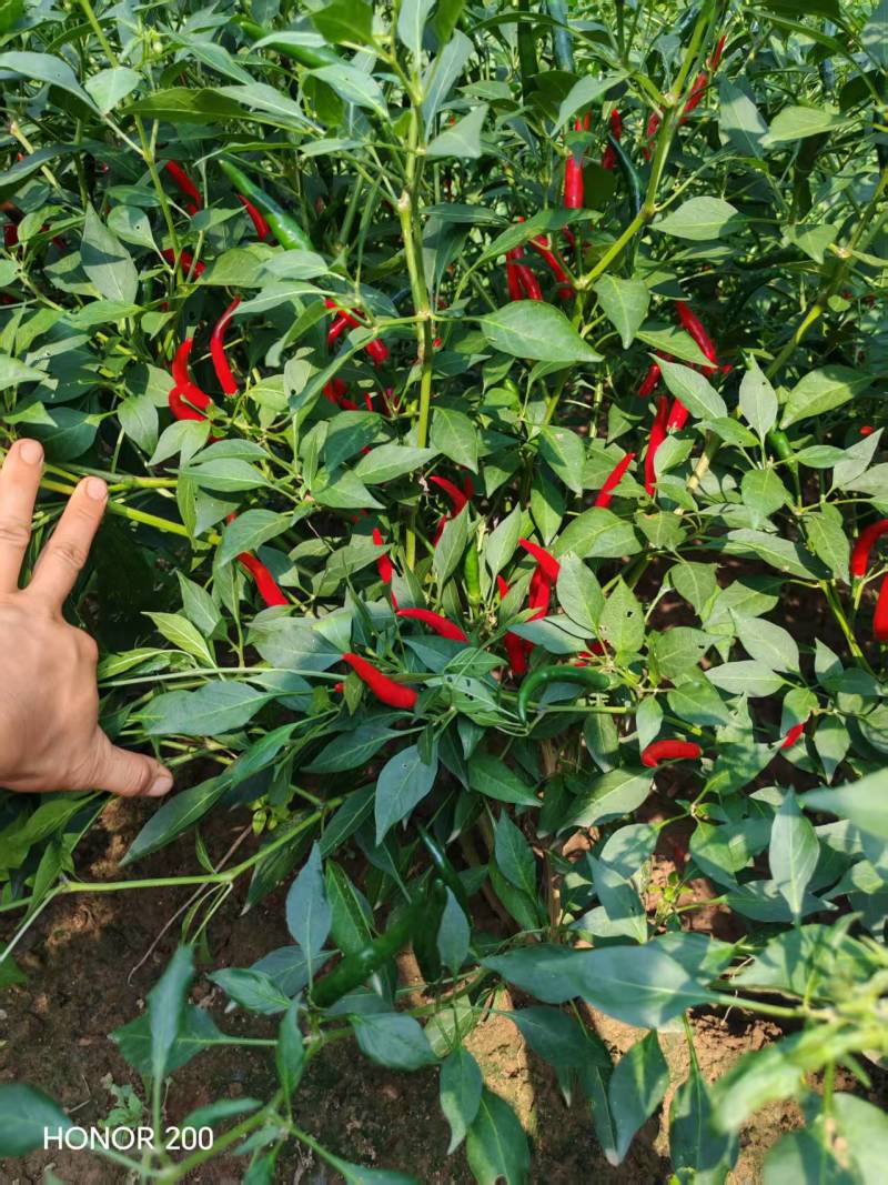 艳红小米椒每天供应1000斤