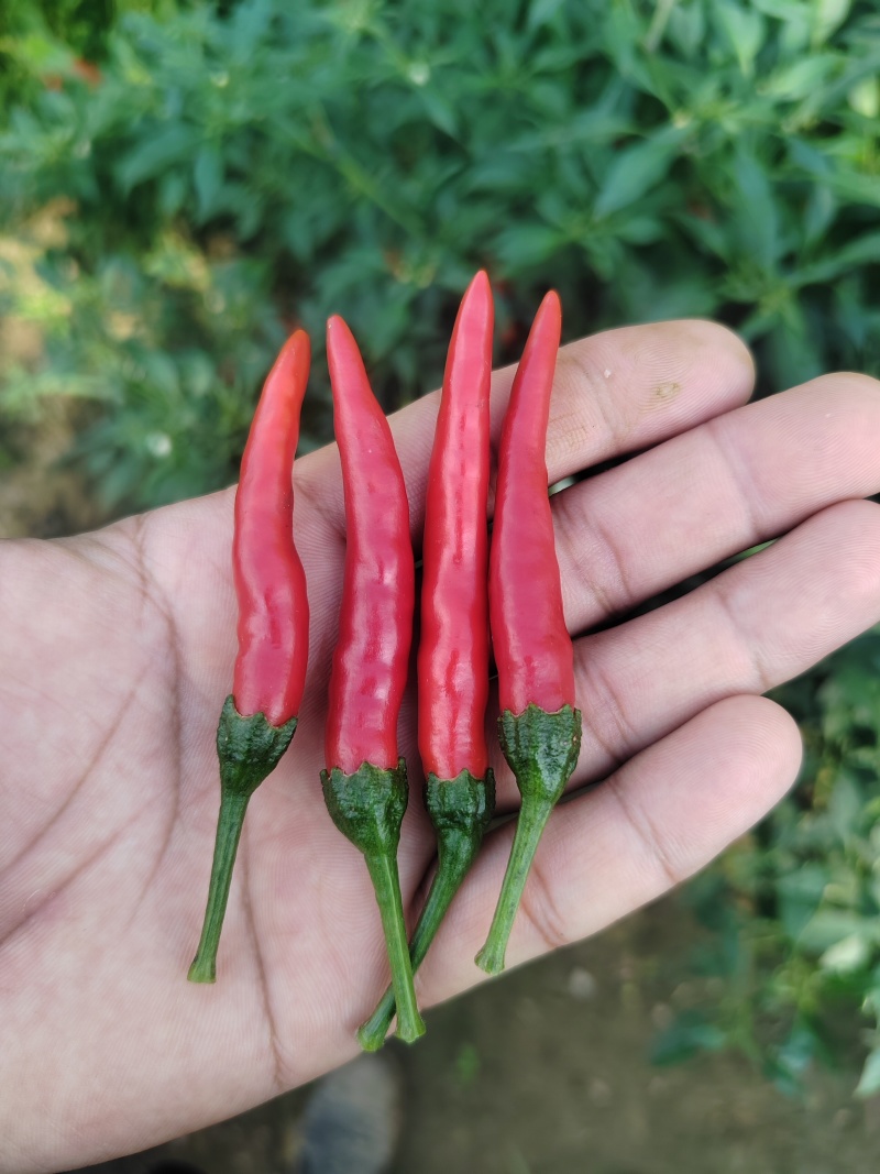 艳红小米椒每天供应1000斤