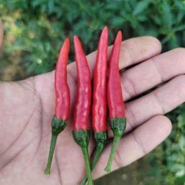 艳红小米椒每天供应1000斤