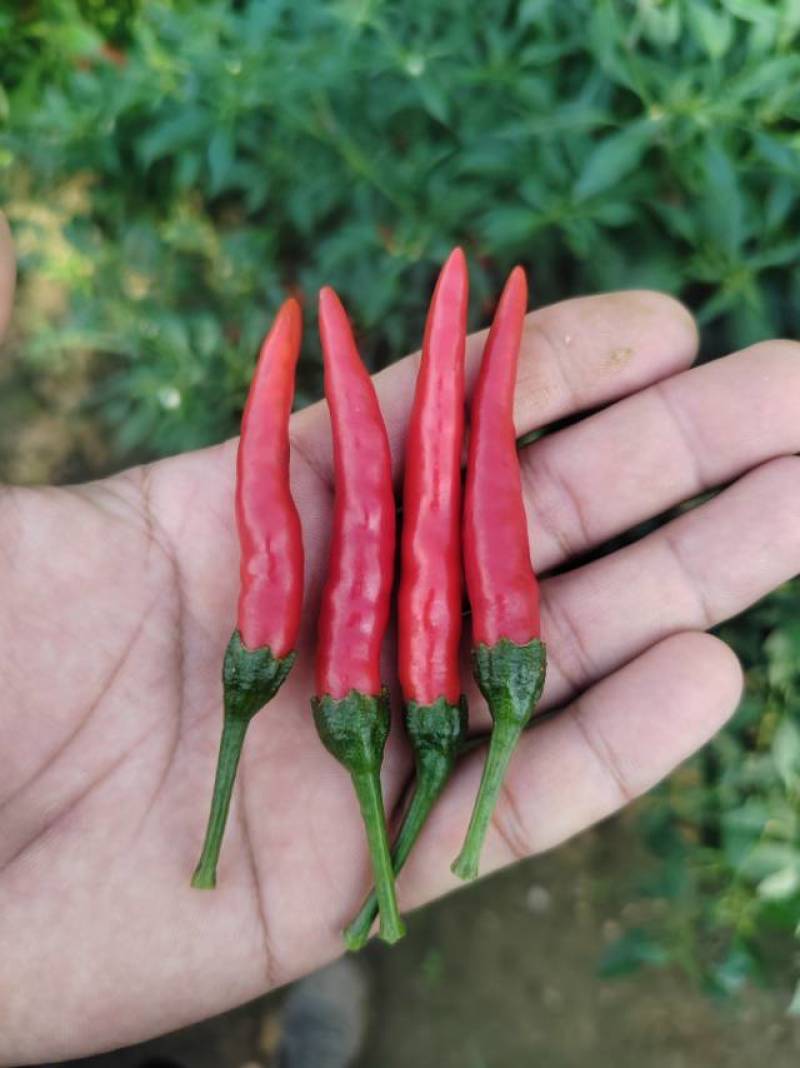 艳红小米椒每天供应1000斤