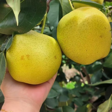 皇冠梨