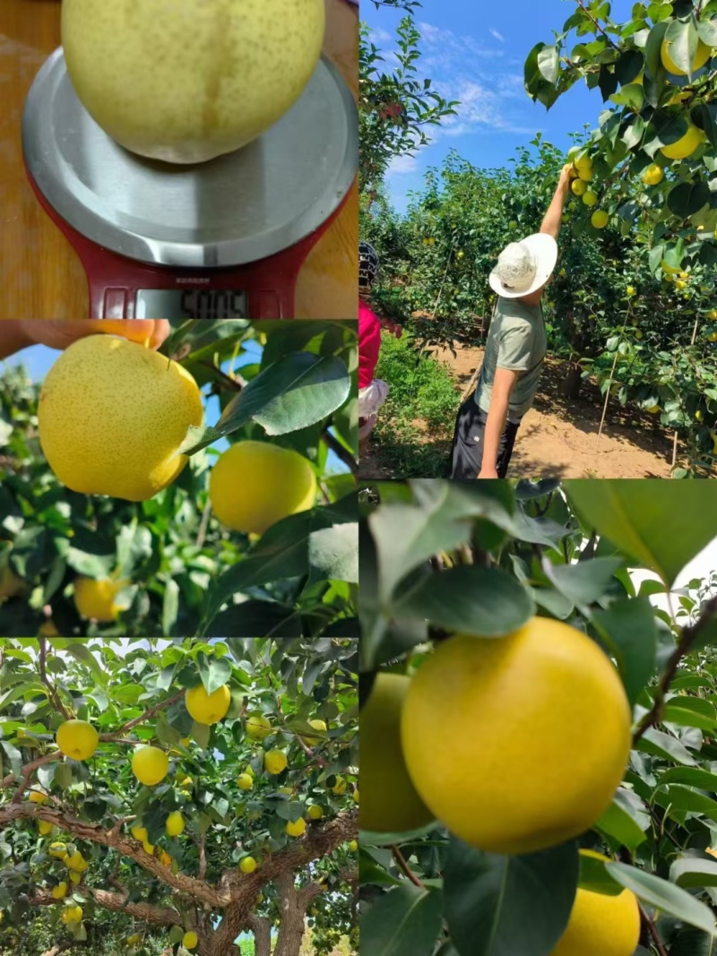 皇冠梨