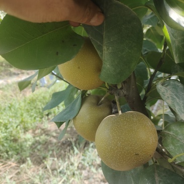 新疆阿拉尔秋月梨