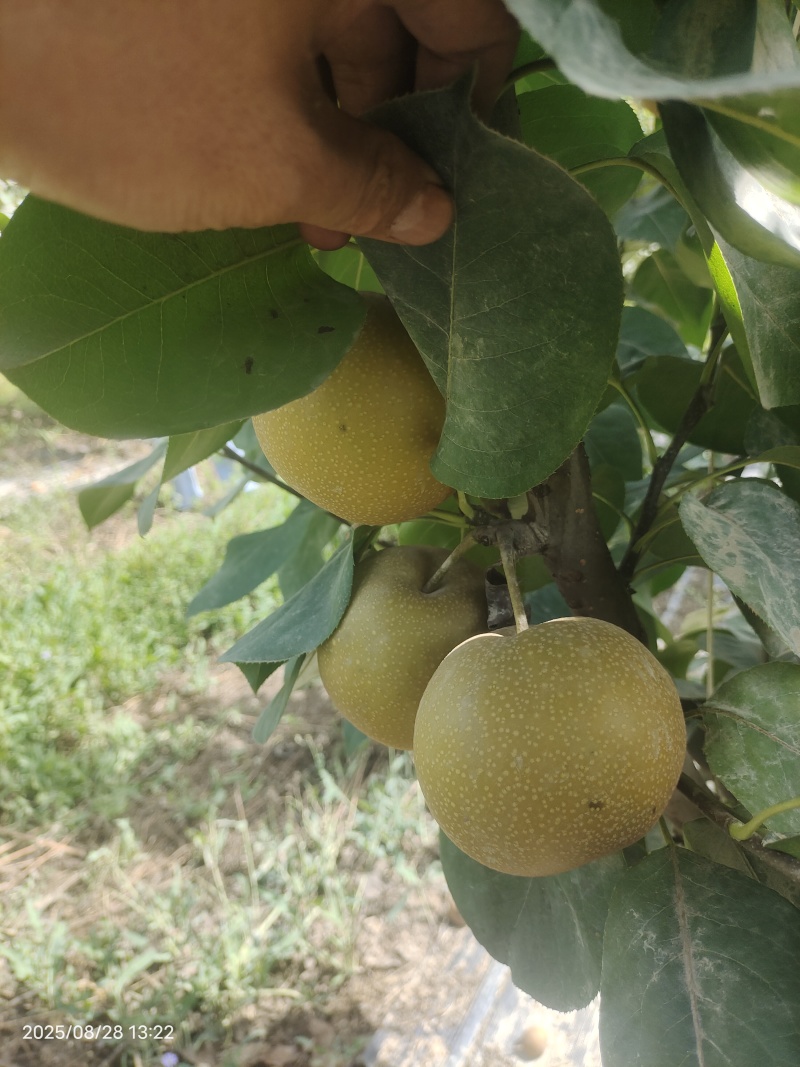 新疆阿拉尔秋月梨