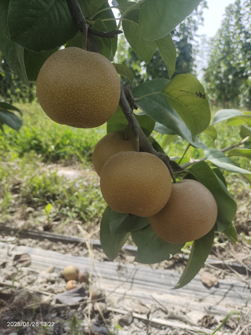 新疆阿拉尔秋月梨