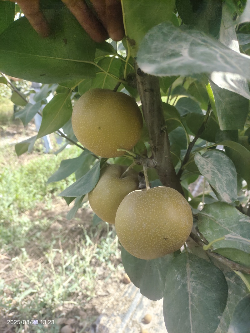新疆阿拉尔秋月梨