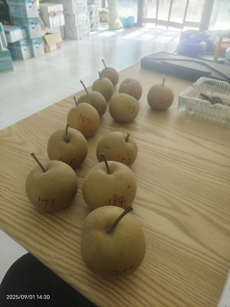 新疆阿拉尔秋月梨