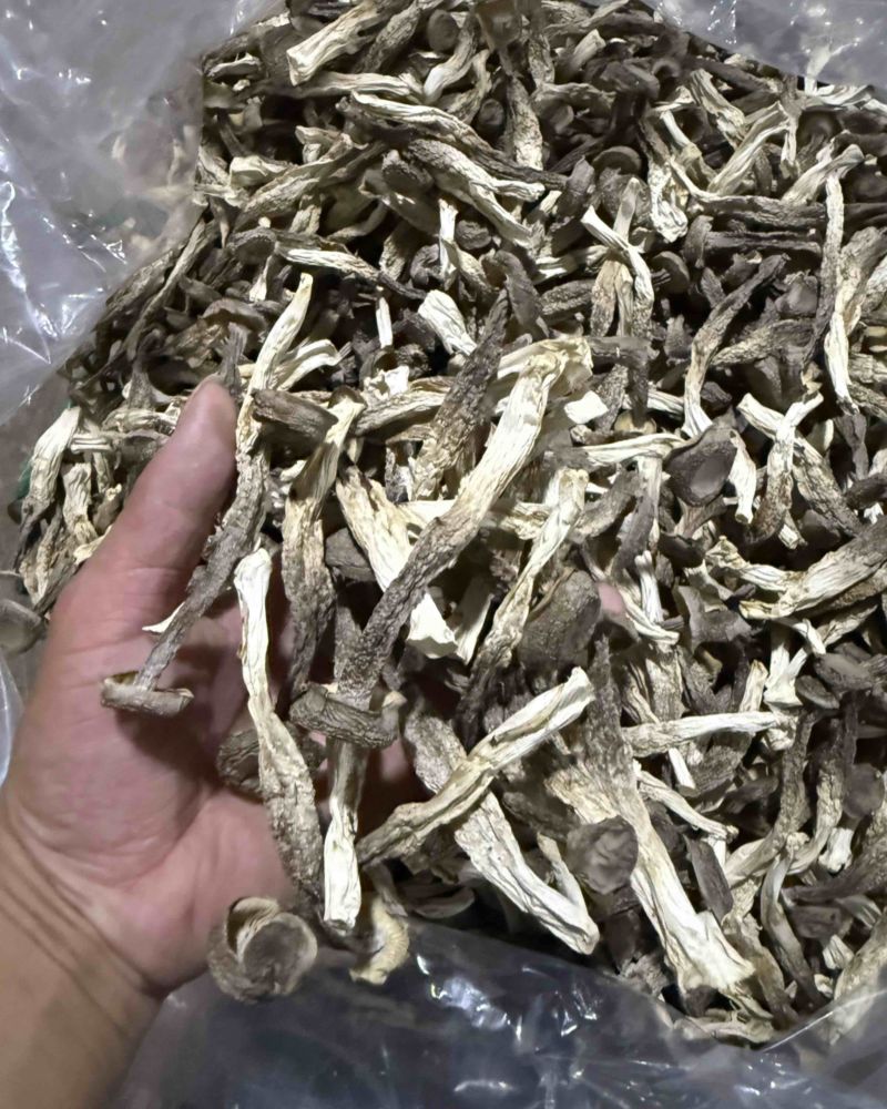 【鹿茸菇专批】厂家直销全国各地