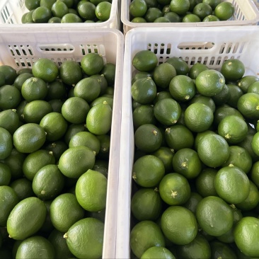万州有籽青柠檬，诚信经营，值得信赖