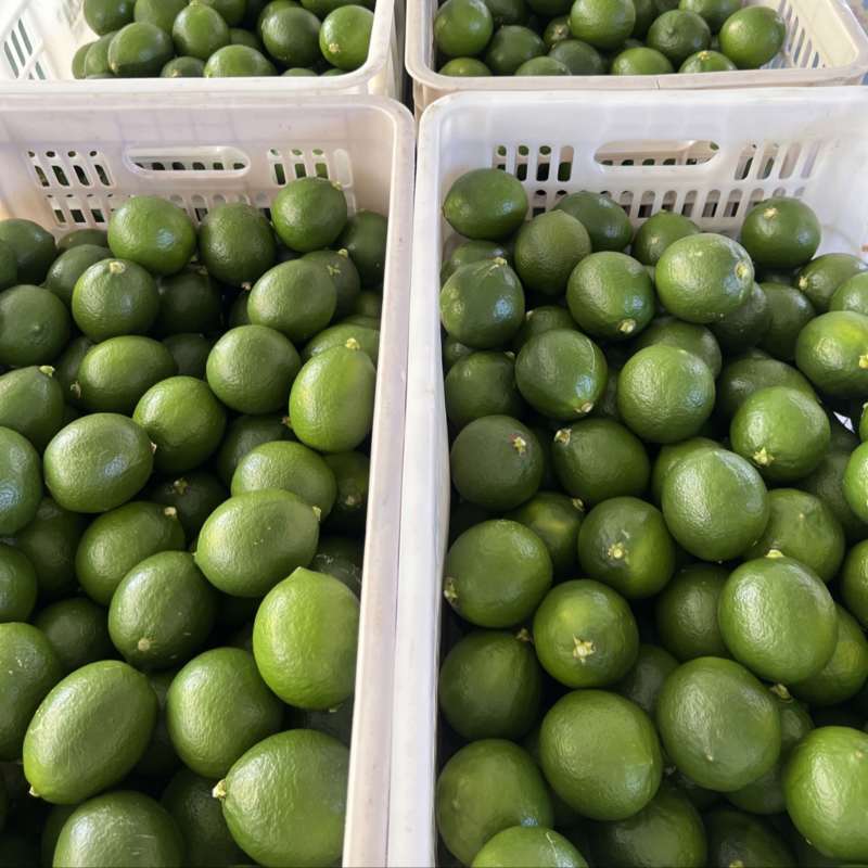 万州有籽青柠檬，诚信经营，值得信赖
