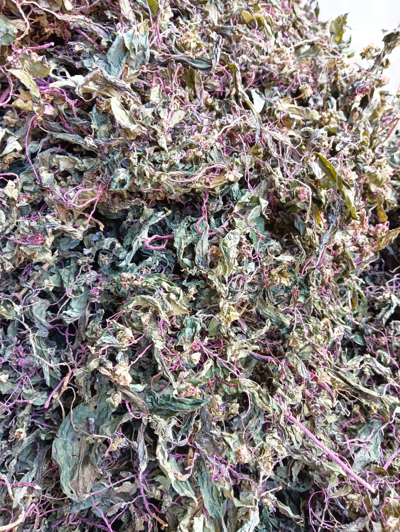 紫杆绿叶风柜斗草，风鼓草不带根和硬杆泡茶款，原产地直销