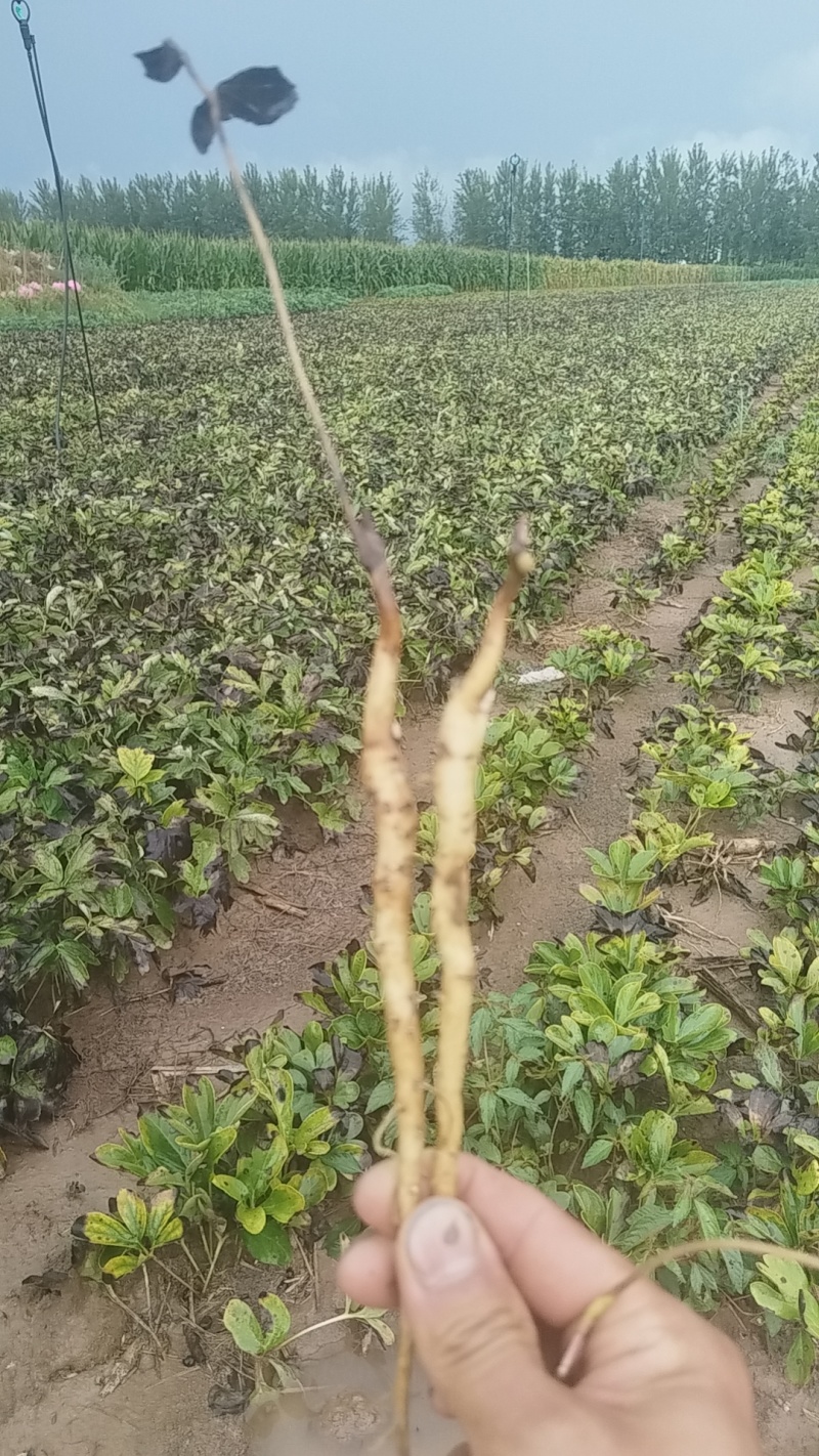 精品牡丹苗！油用牡丹苗！改良牡丹苗