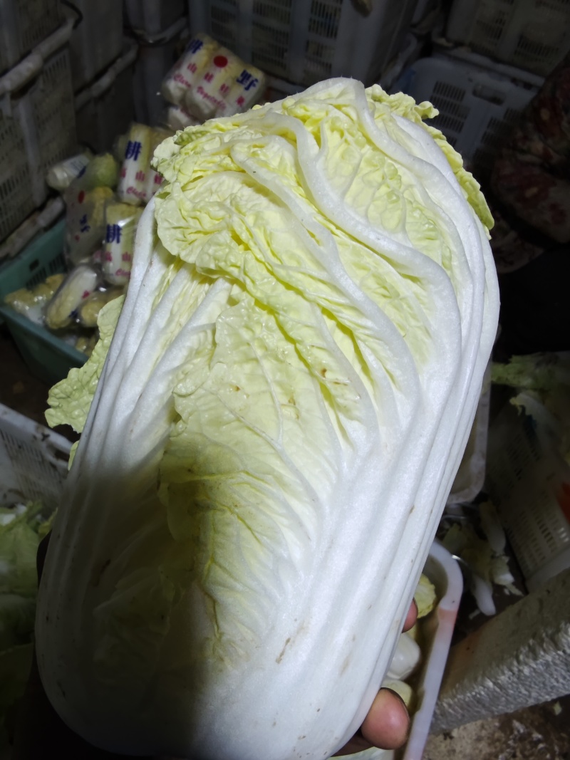 产地直发高原夏菜毛菜精品黄心箱装大娃娃菜