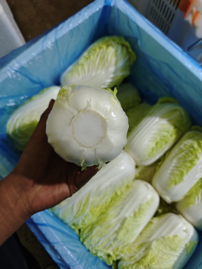 产地直发高原夏菜毛菜精品黄心箱装大娃娃菜