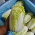 产地直发高原夏菜毛菜精品黄心箱装大娃娃菜