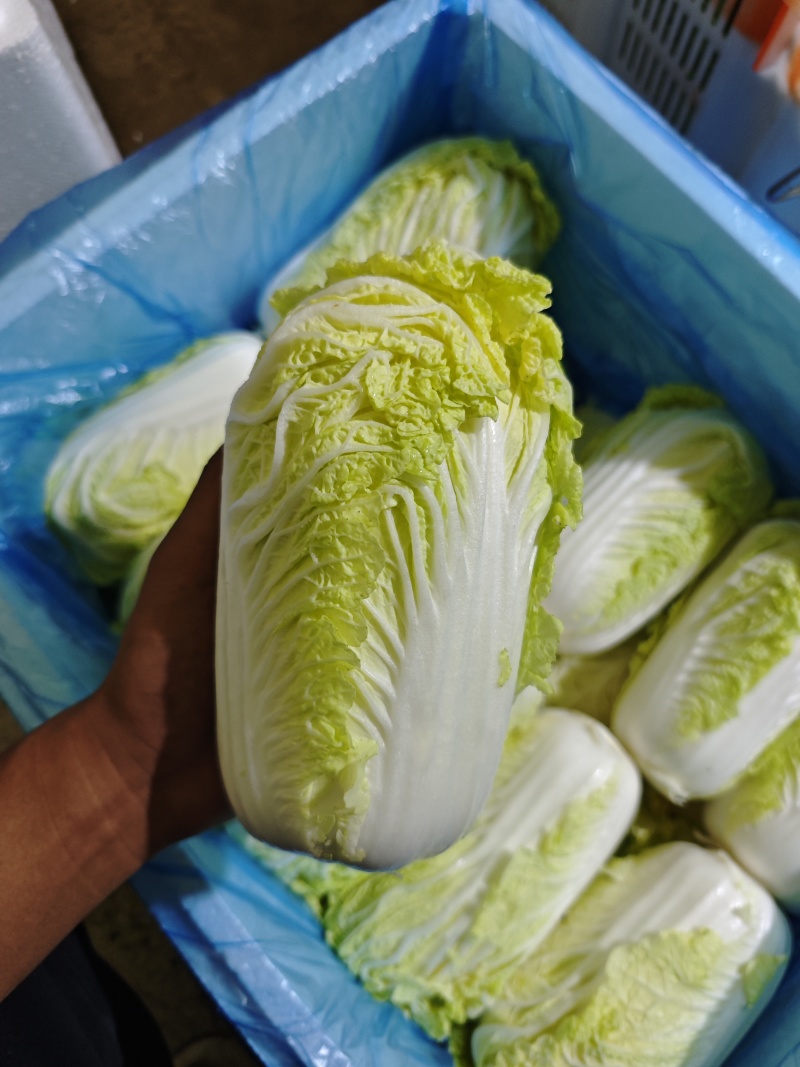 产地直发高原夏菜毛菜精品黄心箱装大娃娃菜
