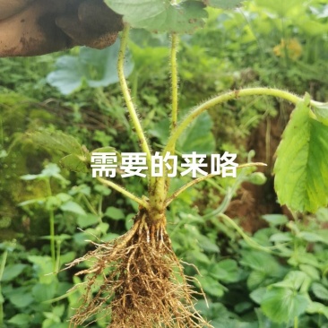 高山草莓苗子黔莓一号好苗子