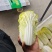产地直发高原夏菜毛菜精品黄心箱装大娃娃菜