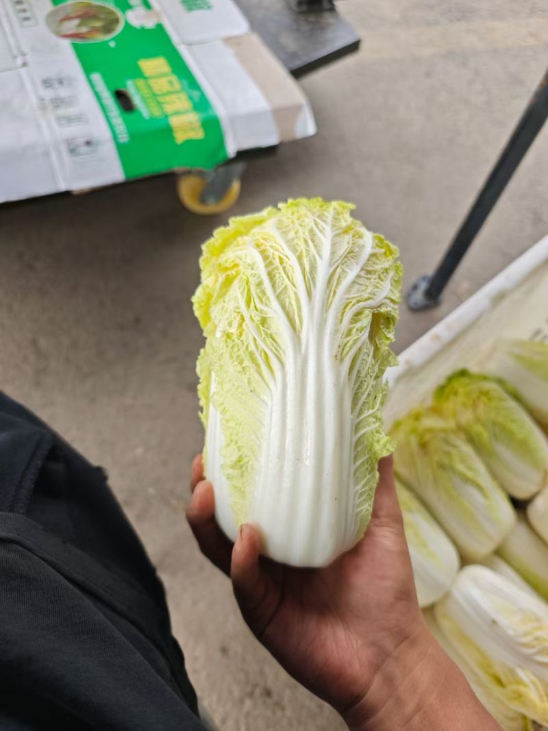 产地直发高原夏菜毛菜精品黄心箱装大娃娃菜