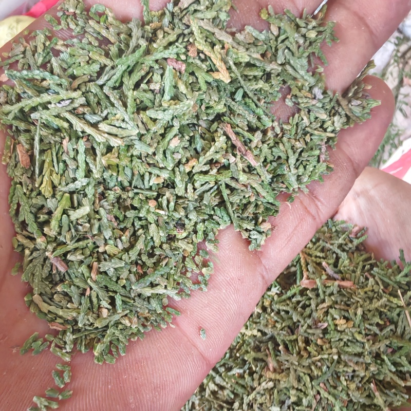 精品侧柏叶货源充足量大从优质量保证欢迎咨询