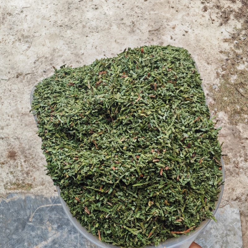 精品侧柏叶货源充足量大从优质量保证欢迎咨询
