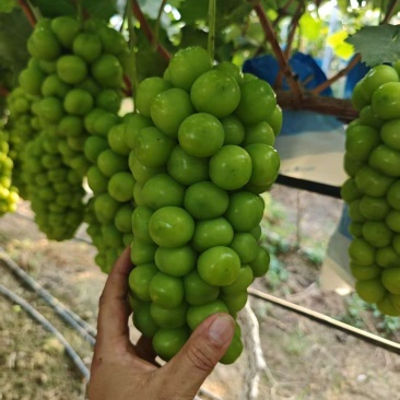河南南阳阳光玫瑰葡萄已大量上市