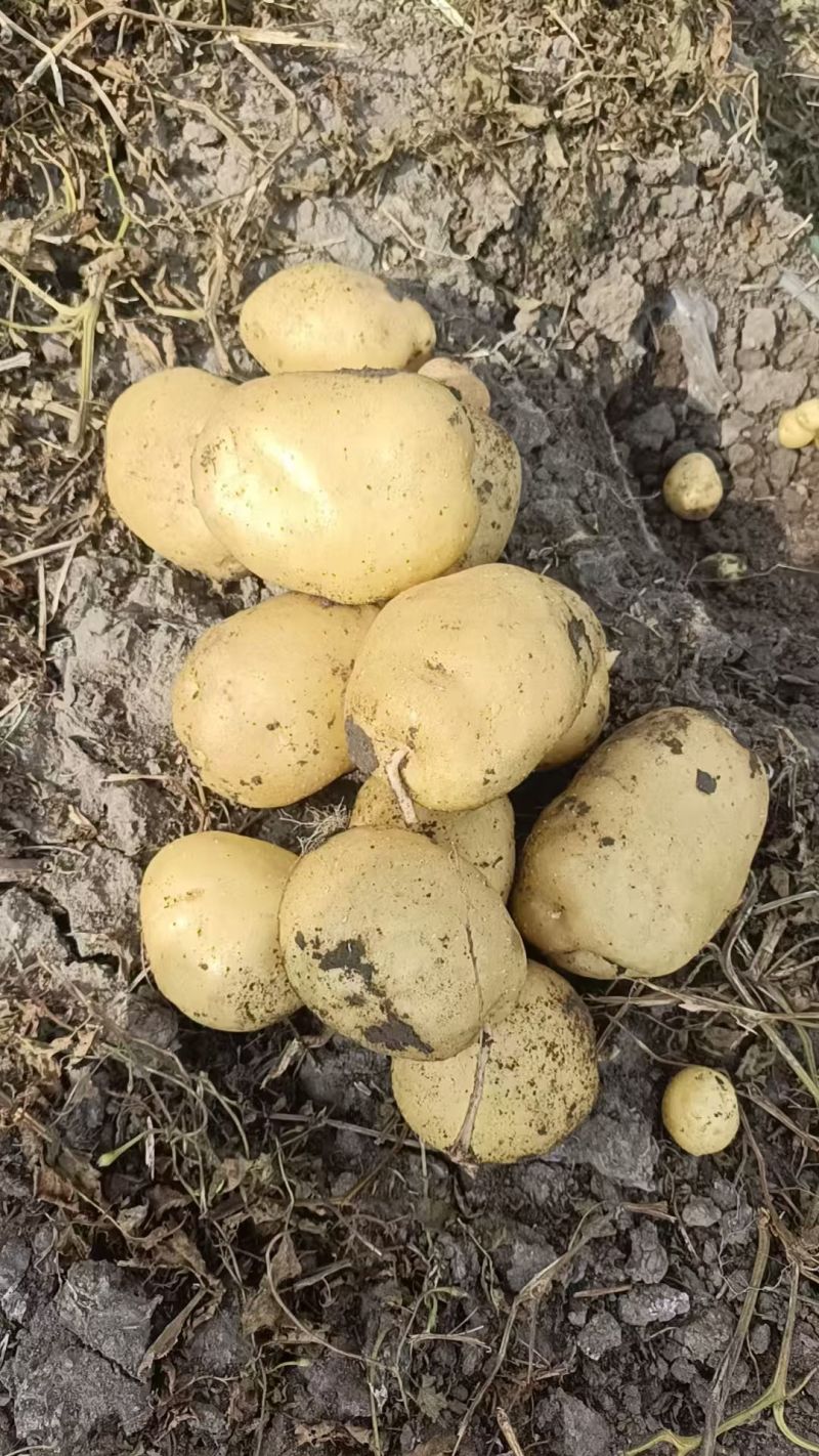 内蒙古土豆黄皮黄心土豆产地一手货源长期供货量大优惠