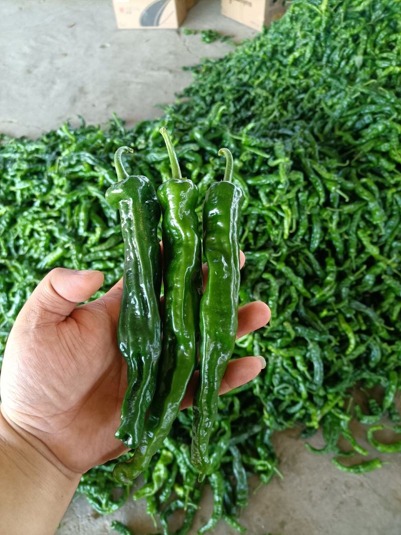 大量供应山西应县皱皮椒，产地直供，货源充足，可供电商。