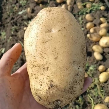 黄金薯，实验一，玖恩十一，甘引九，沃土，v7,尤金，荷兰