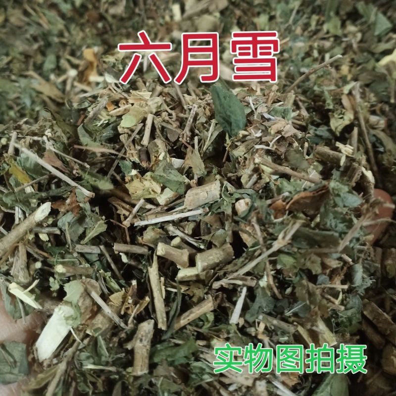 六月雪中草药新货正品野生白马骨满天星中药材路边姜天星木鸡