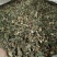 六月雪中草药新货正品野生白马骨满天星中药材路边姜天星木鸡
