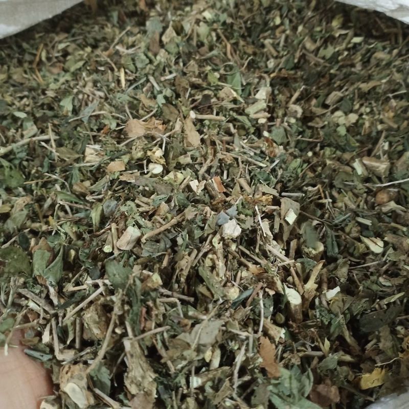 六月雪中草药新货正品野生白马骨满天星中药材路边姜天星木鸡