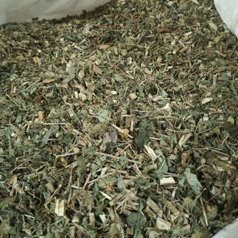 六月雪中草药新货正品野生白马骨满天星中药材路边姜天星木鸡