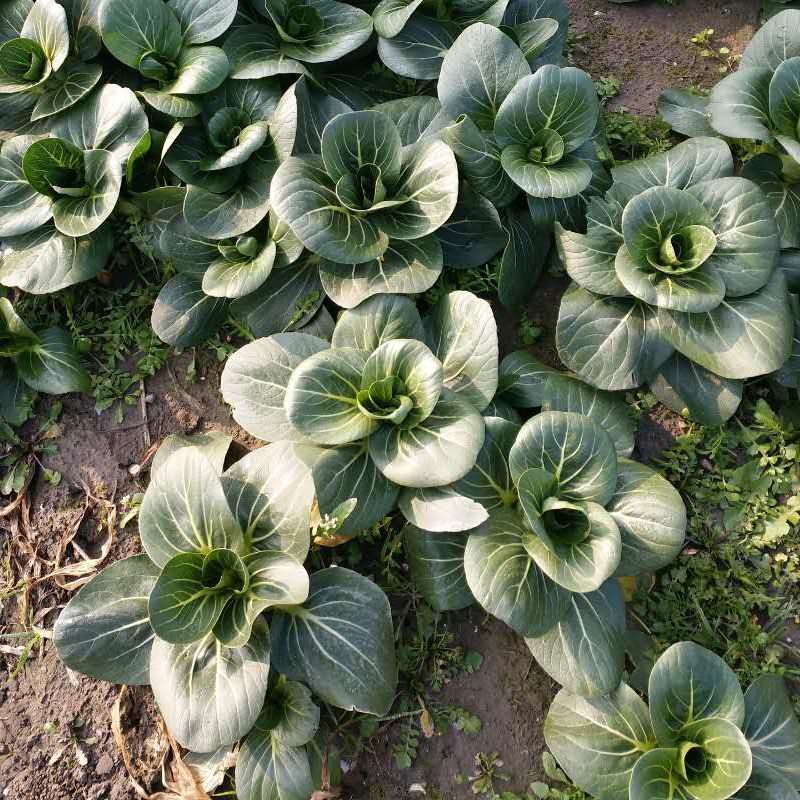 德高黑塔青梗菜种子矮箕苏州青矮株型耐低温抗寒性强
