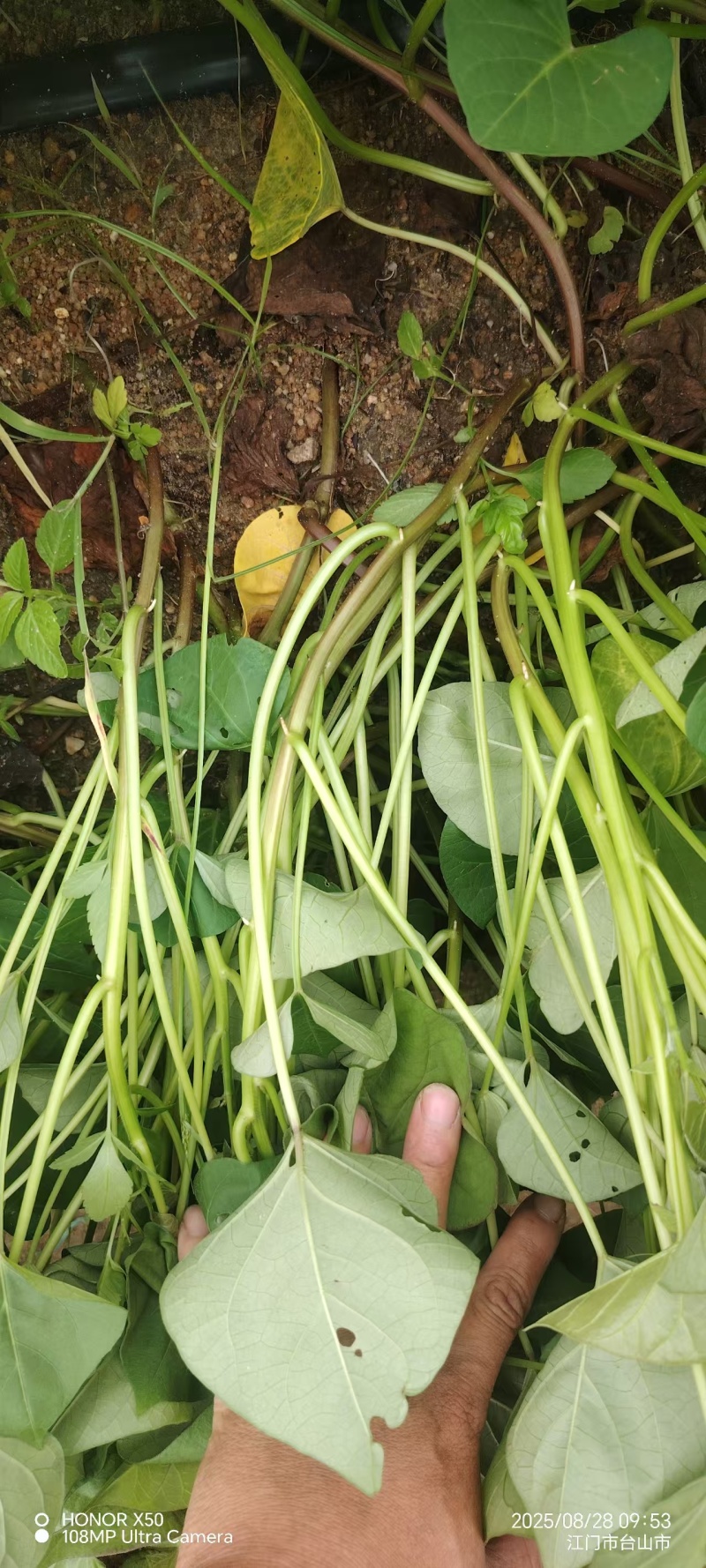 西瓜红红薯苗现货交易