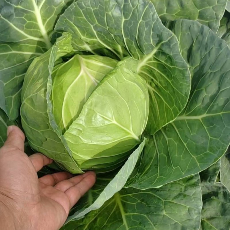 云南小铁头