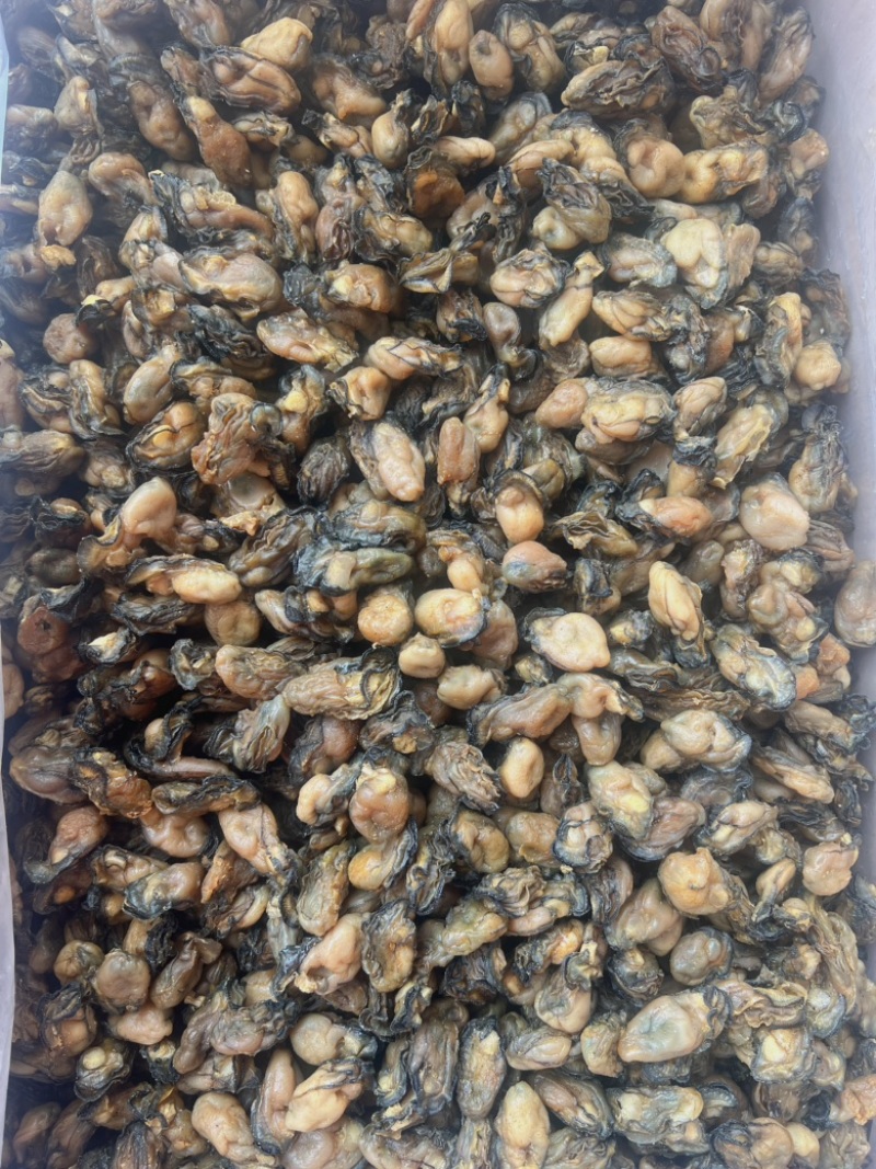 生蚝干地摊电商批发生蚝干牡蛎干蚝鼓金蚝干海蛎干货海产品
